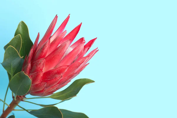 Beautiful Protea Flower Color Background Closeup — Stock Photo, Image