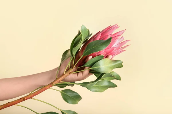 Female Hand Beautiful Protea Flower Color Background — Stock Photo, Image