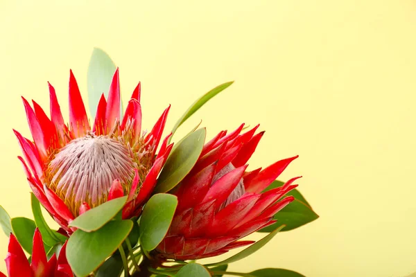 Beautiful Protea Flowers Color Background Closeup — Stock Photo, Image