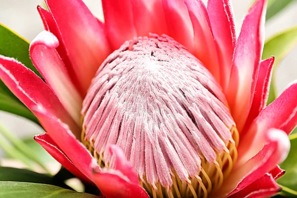 Beautiful Protea Flower Background Closeup — Stock Photo, Image