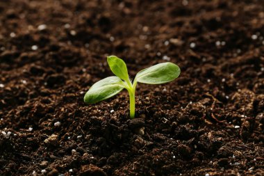 Toprakta yetişen yeşil tohum.