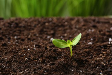 Green seedling growing in soil outdoors clipart
