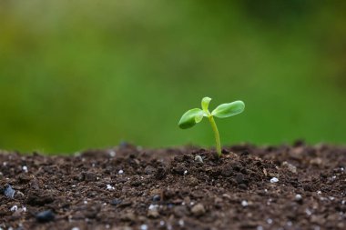 Toprakta yetişen yeşil tohum.