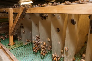 Çiftlikte çok salyangoz var.