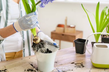 Evde bitkilerle ilgilenen kadın bahçıvan.
