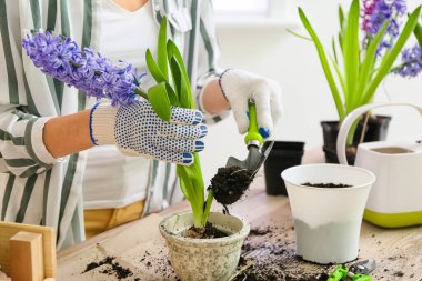 Evde bitkilerle ilgilenen kadın bahçıvan.