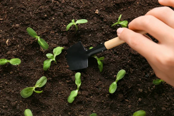 Tuinman Planten Groene Zaailingen Buiten — Stockfoto