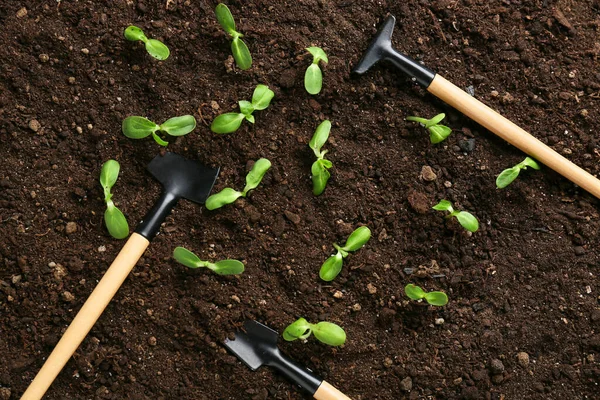 Groene Zaailingen Met Tuingereedschap Buiten — Stockfoto