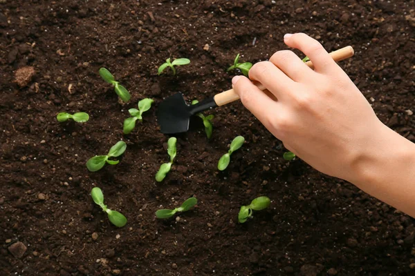 Tuinman Planten Groene Zaailingen Buiten — Stockfoto