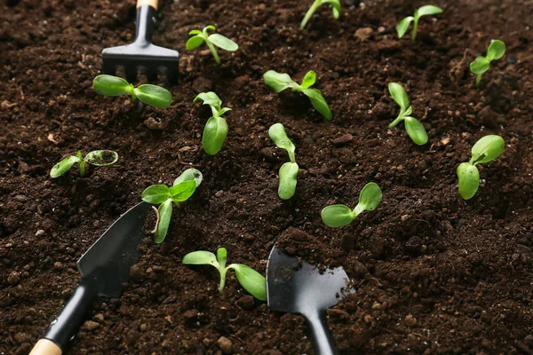 Groene Zaailingen Met Tuingereedschap Buiten — Stockfoto