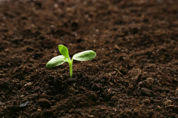 屋外の土壌で成長する緑の苗 — ストック写真