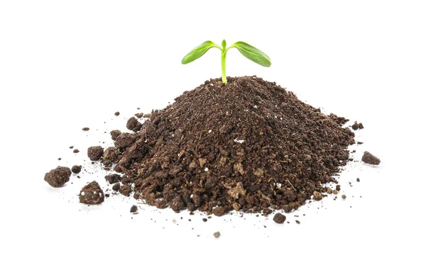 Green Seedling Heap Soil White Background — Stock Photo, Image