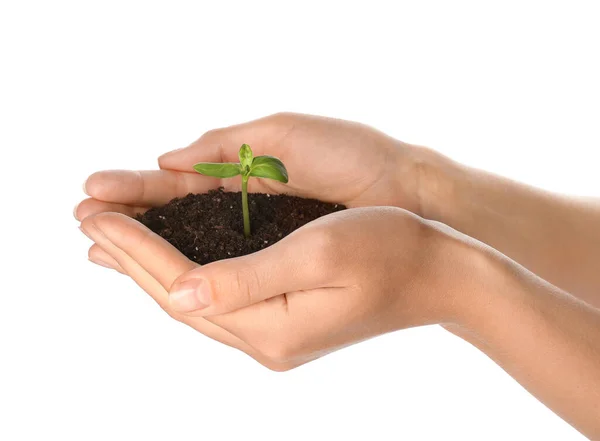 Female Hands Green Seedling Heap Soil White Background — Stock Photo, Image