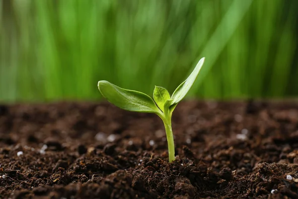 Groene Zaailingen Groeien Bodem Buiten — Stockfoto