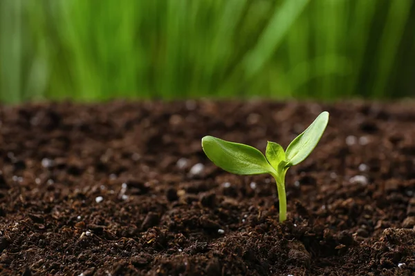 屋外の土壌で成長する緑の苗 — ストック写真