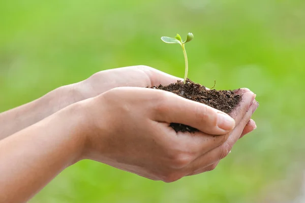 Farmer Holding Young Plant Heap Soil Outdoors — Stock Photo, Image