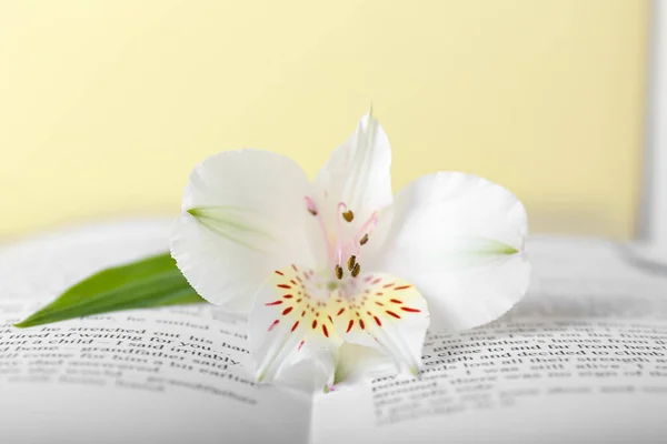 Book Fresh Flower Color Background Closeup — Stock Photo, Image