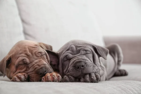 Lindos Cachorros Durmiendo Sofá —  Fotos de Stock