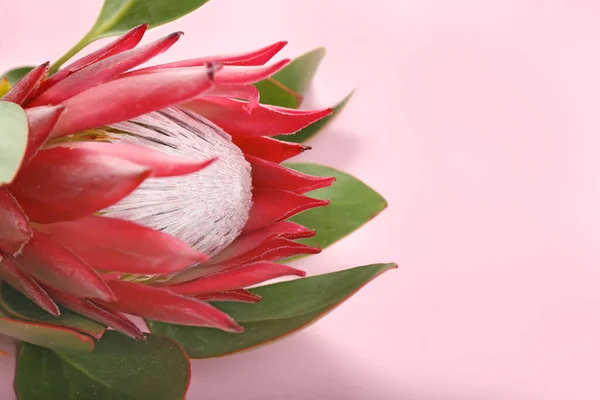 Beautiful Protea Flower Color Background Closeup — Stock Photo, Image