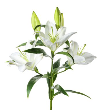 Beyaz arka planda güzel zambak çiçekleri