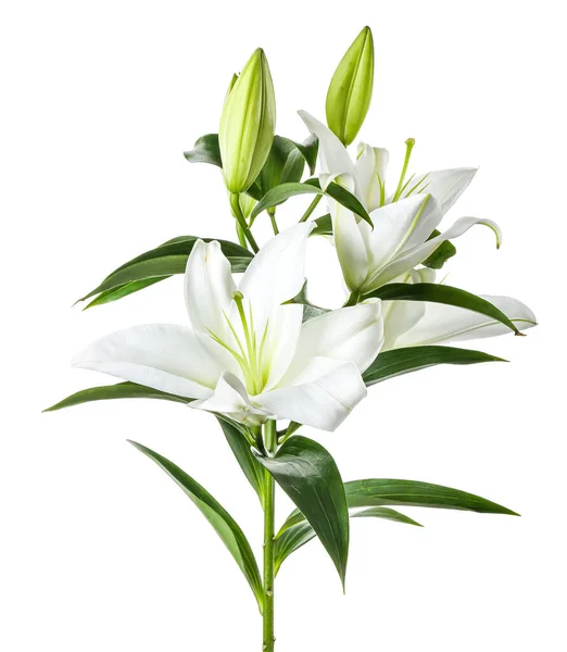 Beautiful Lily Flowers White Background — Stock Photo, Image