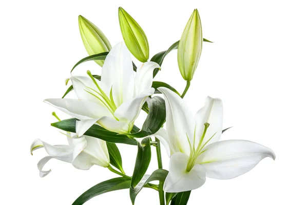 Beautiful Lily Flowers White Background — Stock Photo, Image