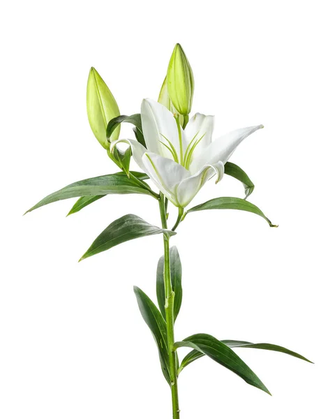 Красиві Квіти Лілії Білому Тлі — стокове фото