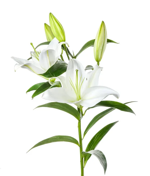 Hermosas Flores Lirio Sobre Fondo Blanco — Foto de Stock