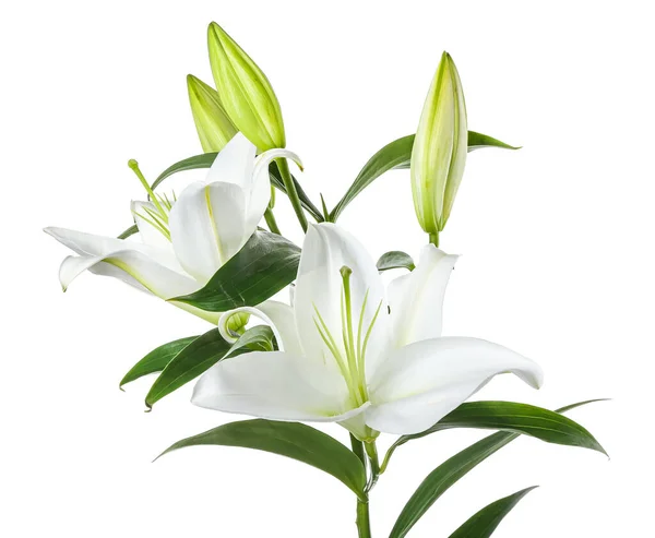 Vackra Lilja Blommor Vit Bakgrund — Stockfoto