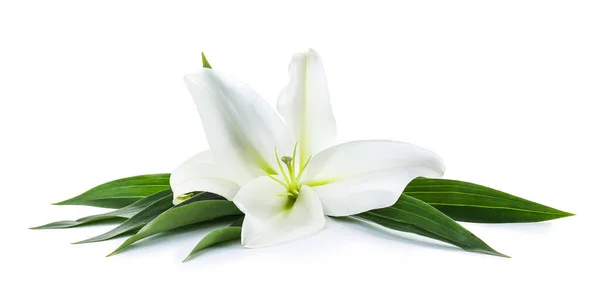 Bellissimo Fiore Giglio Sfondo Bianco — Foto Stock