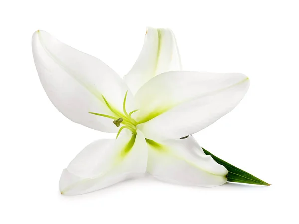Gyönyörű Liliom Virág Fehér Háttér — Stock Fotó