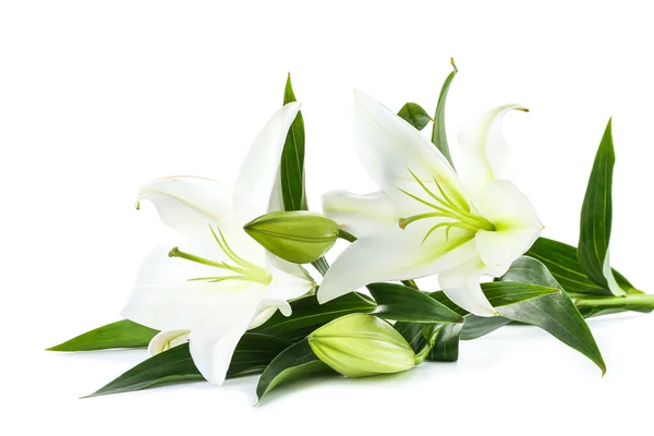 Beautiful Lily Flowers White Background — Stock Photo, Image