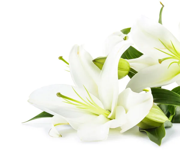 Lindas Flores Lírio Fundo Branco — Fotografia de Stock