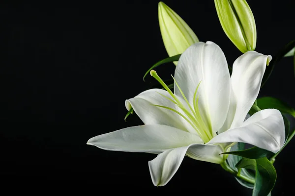 Beautiful Lily Flowers Dark Background Closeup — Stock Photo, Image