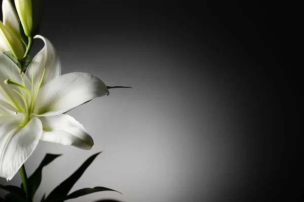 Beautiful Lily Flowers Dark Background — Stock Photo, Image