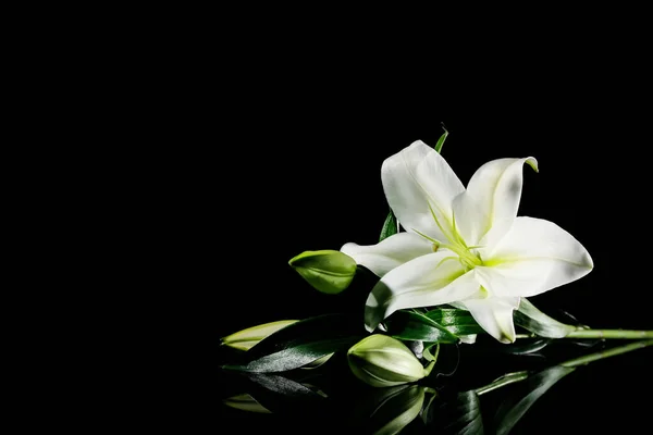 Schöne Lilienblüten Auf Dunklem Hintergrund — Stockfoto