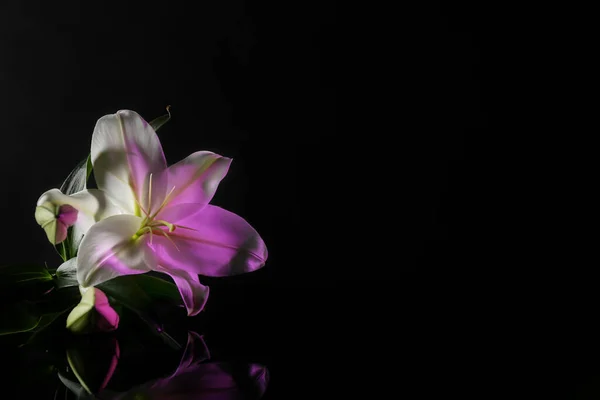 Belles Fleurs Lys Sur Fond Couleur Sombre — Photo