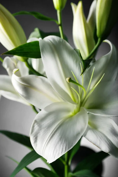 Krásné Lilie Květiny Tmavém Pozadí Detailní Záběr — Stock fotografie