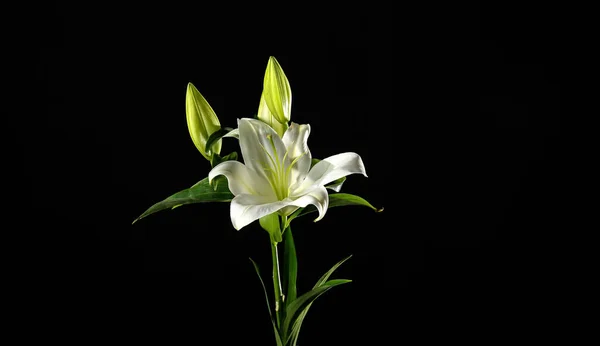 Mooie Lelie Bloemen Donkere Achtergrond — Stockfoto