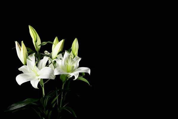 Bellissimi Fiori Giglio Sfondo Scuro — Foto Stock