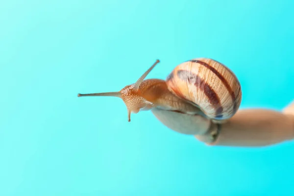 Mão Madeira Com Caracol Sobre Fundo Cor — Fotografia de Stock