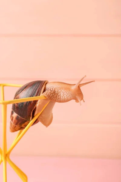 巨大なアチャチーナカタツムリの色の背景 — ストック写真
