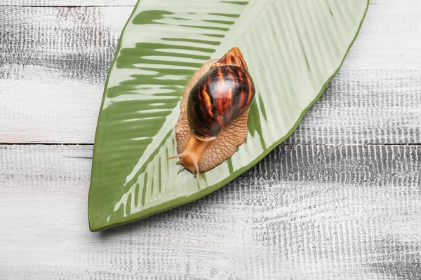 Plate Snail Wooden Background — Stock Photo, Image