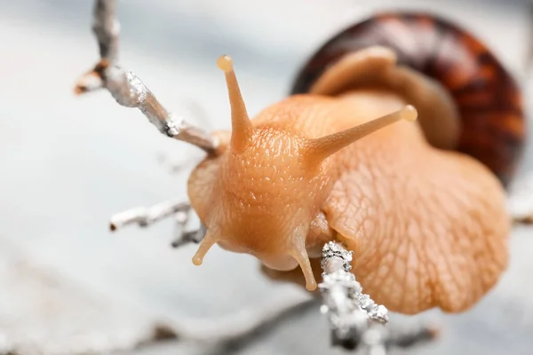 Giant Achatina Snail Tree Branch — Stock Photo, Image