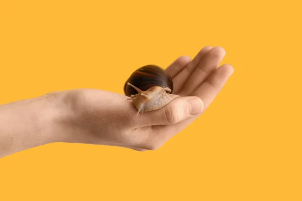 Mão Com Caracol Sobre Fundo Cor — Fotografia de Stock