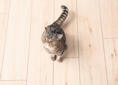 Şirin egzotik kısa hava kedisi.