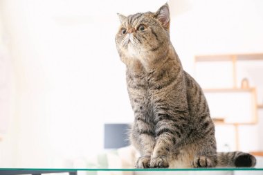 Şirin egzotik kısa hava kedisi.