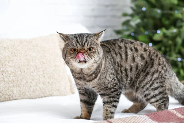 Cute Exotic Shorthair Cat Home Christmas Eve — Stock Photo, Image