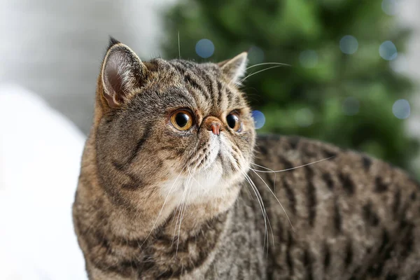 Cute Exotic Shorthair Cat Home — Stock Photo, Image