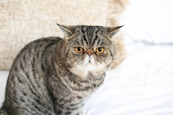 Cute Exotic Shorthair Cat Home — Stock Photo, Image